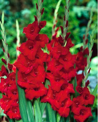 Gladiolus الأحمر XXL - 5 البصلة
