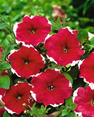 Petúnia Illusion - Piros - Petunia hyb. multiflora nana - magok
