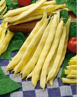 Νάνος, κίτρινο φασόλι "Galopka" - 100 σπόρους - Phaseolus vulgaris L. - σπόροι