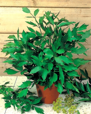 Home Garden - lovage - til indendørs og balkon dyrkning - Levisticum officinale - frø