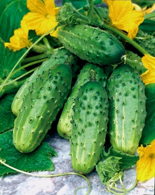 Cucumber "Hermes Skierniewicki F1" - field, pickling variety - 150 seeds