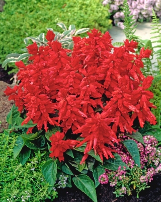 Praktsalvia - röd - 140 frön - Salvia splendens