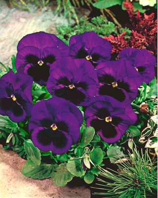 Фиа́лка Ви́ттрока - Bergwacht - фиолетовый - 400 семена - Viola x wittrockiana
