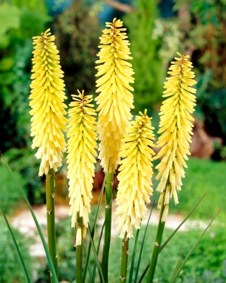 Kniphofia, Red Hot Poker, Tritoma Percy's Pride - bulb / tuber / root
