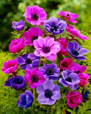 Sada fialových a ružových kvetov - 80 ks; sasanka - 