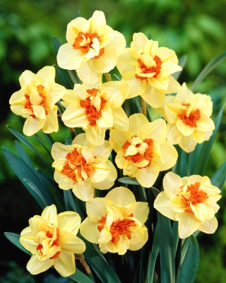 Daffodil, Νάρκισσος Double Fashion - μεγάλο πακέτο! - 50 τεμ - 