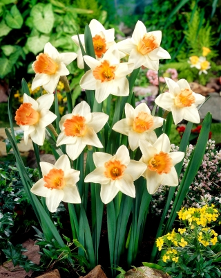 Daffodil, aksen narcissus - paket besar! - 50 buah - 