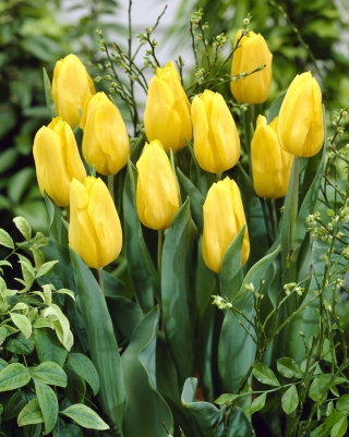 Tulipán - žltý - balíček XXXL! - 250 ks
