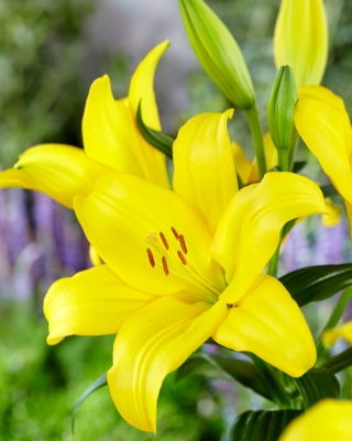Keltainen kukkainen lilja - 