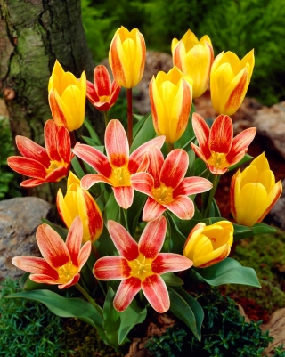 "Pesem sirene" - 50 čebulic tulipanov - sestava 2 sort