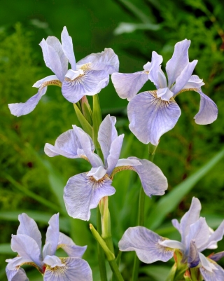 Iris siberiano azul suave, bandera siberiana - ¡paquete grande! - 10 piezas