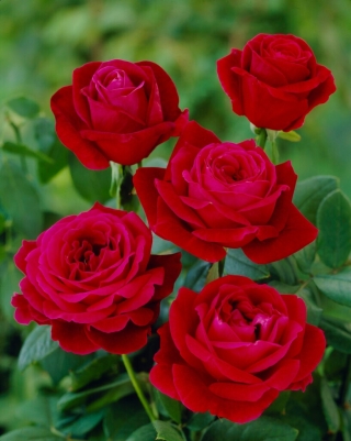 Růže velkokvětá (Grandiflora) "Mr Lincoln" - sazenice - 