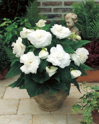 Begonia ×tuberhybrida  - hvid - pakke med 2 stk