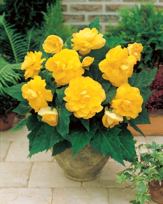 Begonia ×tuberhybrida  - amarillo - paquete de 2 piezas