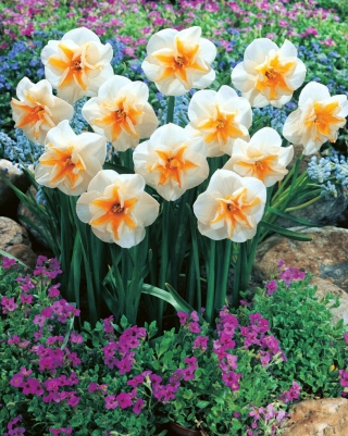 Delta daffodil - 5 pcs