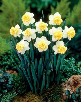 Wave daffodil - XL pack - 50 pcs