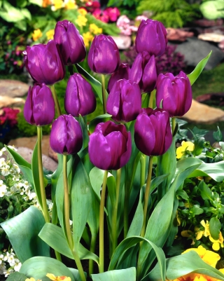 Tulipa Negrita - Tulip Negrita - XXXL pakkaus 250 kpl