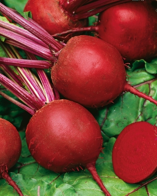 Rödbeta - Round Dark Red - 1000 frön - Beta vulgaris