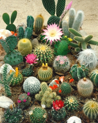 Kaktusfamilien - bland - 100 frø - Cactaceae