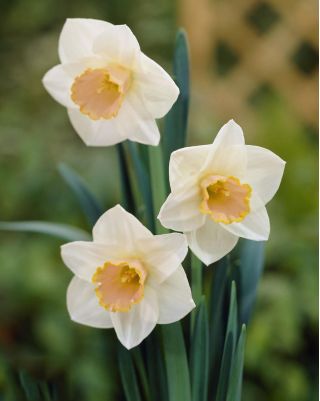 Narcizas - Salome - pakuotėje yra 5 vnt - Narcissus