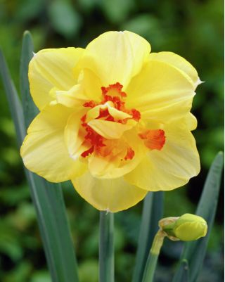 Narcissus Tahiti - Daffodil Tahiti - 5 củ