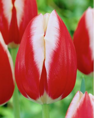 Tulipa Leen ван дер Марк - Tulip Leen ван дер Марк - 5 луковици - Tulipa Leen van der Mark