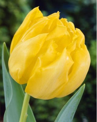Tulipe Monte Carlo - paquet de 5 pièces - Tulipa Monte Carlo