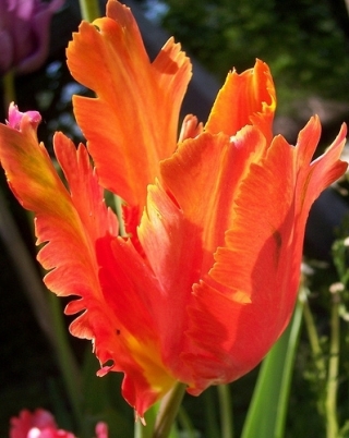 Tulipa Orange Favourite - paquete de 5 piezas