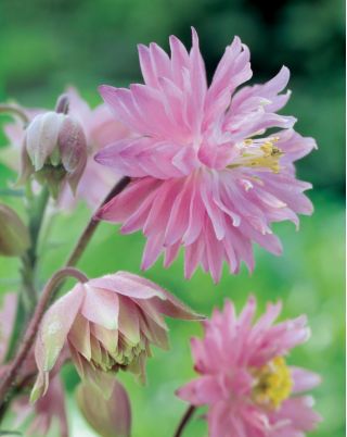 Akvilegija, Columbine, Baby Bonnet Pink Barlow - čebulica / gomolj / koren - Aquilegia vulgaris