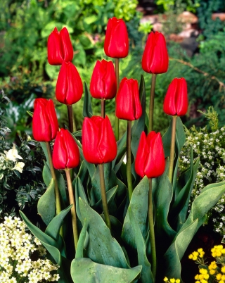 Tulipa Bastogne - paquete de 5 piezas