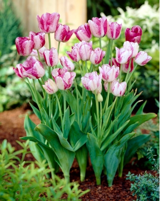 Tulpansläktet Modern Style - paket med 5 stycken - Tulipa Modern Style