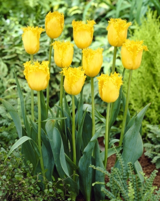 Tulpes Hamilton - 5 gab. Iepakojums - Tulipa Hamilton