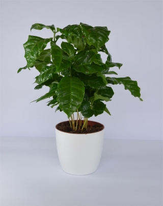 Pot tanaman "Coubi Duo" ø 15 cm - putih - 