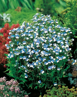 Nemesia Blue & White sementes - Nemesia strumosa - 3250 sementes