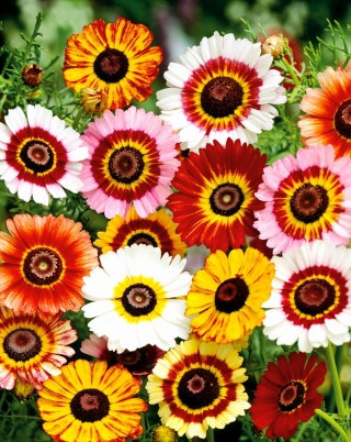 Krāsotas Daisy Tricolor Rainbow Mix sēklas - Chrysanthemum carinatum - 750 sēklas