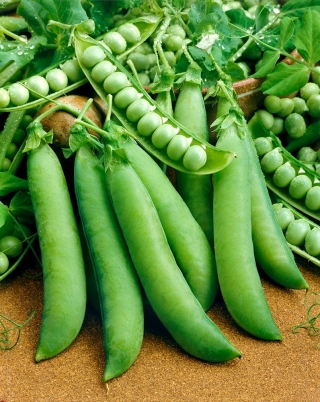 豌豆“Telefon” -  500克种子 -  2000粒种子 - Pisum sativum - 種子
