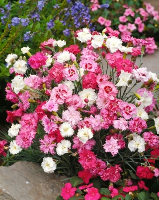 Uobičajena ružičasta "proljetna ljepota" - mješavina sorti; vrt ružičasta, divlja ružičasta - Dianthus plumarius - sjemenke