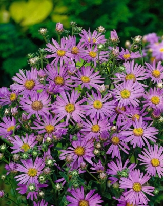 European Michaelmas-daisy - lavender blue, long-lasting flowers - 120 seeds