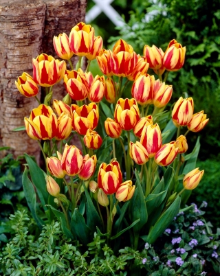 Tulipa Color Spectacle - Tulip Color Spectacle - 5 kvetinové cibule - Tulipa Colour Spectacle
