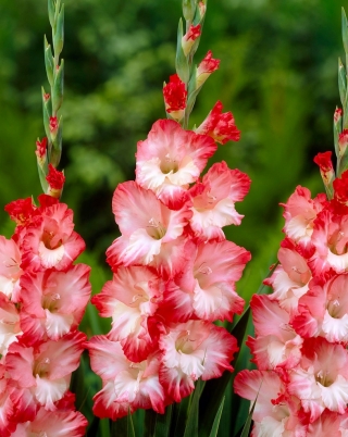 Gladiolus Pink Lady - pakke med 5 stk