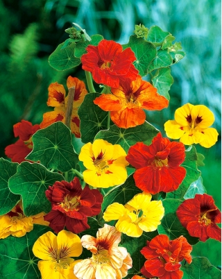 BIO גן nasturtium - תערובת צבע מגוון - זרעים אורגניים מאושרים; כרוב הודי, נזירים -  Tropaeolum majus