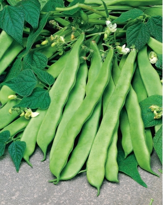 Dwarf, kacang hijau "Mengagumi" - Phaseolus vulgaris L. - benih