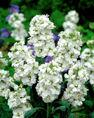 Saham Hoary "Varsovia Mera" - putih; bunga gilly - Matthiola incana annua - benih