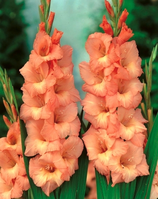 Gladiolus Spic dan Span - 5 bebawang - Gladiolus Spic and Span