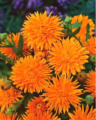 Pot marigold "Sinar Oranye" - oranye; berkerumun, marigold umum, marigold Scotch - Calendula officinalis - biji