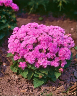 Flossflower "roz mingea" - roz; bluemink, blueweed, picior păsărică, pensula mexicană - 2160 de semințe - Ageratum houstonianum