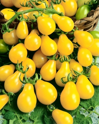 Tomate Yellow Pearshaped - Hochwachsend - Lycopersicon esculentum - 120 Samen 