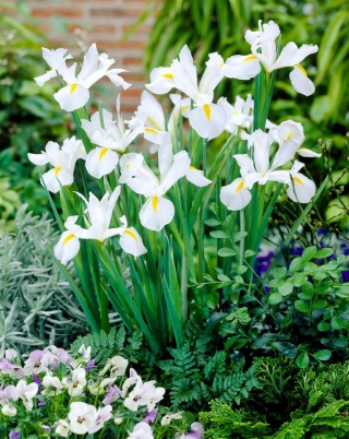 Iris hollandica - White Excelsior - pacchetto di 10 pezzi - Iris × hollandica