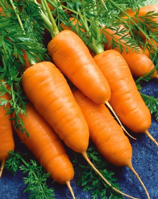Carrot "Katrin" - Chantenay-type, very early variety for first culture under aggrotextiles - 2550 seeds