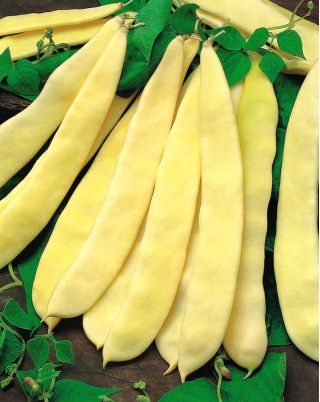 Bean "Supernano Giallo" - sejenis kacang kerdil biasa - 25 biji - Phaseolus vulgaris L. - benih